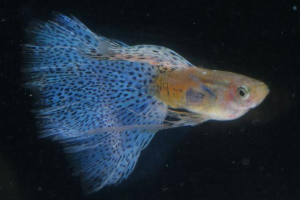 孔雀鱼寿命有多长?