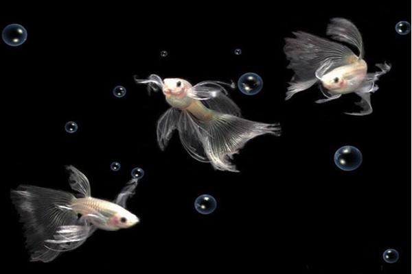 孔雀鱼寿命有多长?