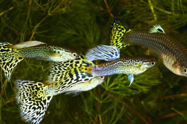 孔雀鱼寿命有多长?