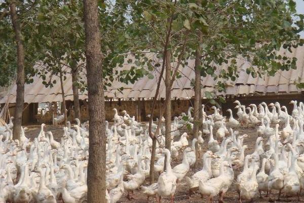 养鹅的成本利润计算