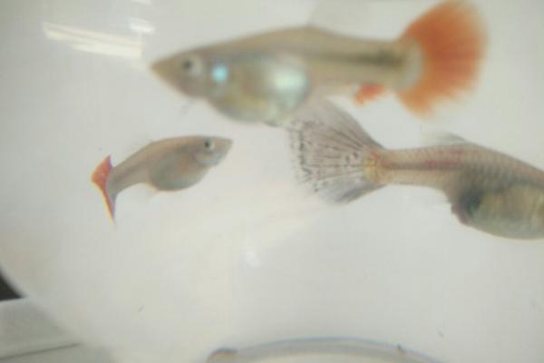 孔雀鱼吃什么？