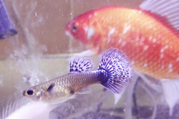 孔雀鱼吃什么？