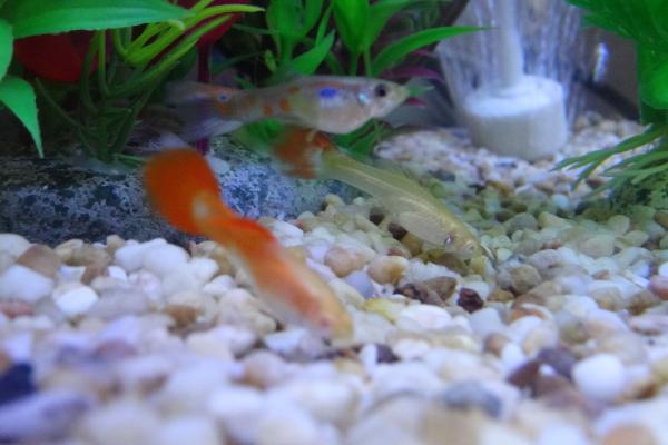 孔雀鱼吃什么？