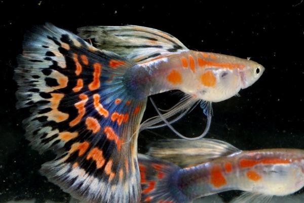 孔雀鱼吃什么？