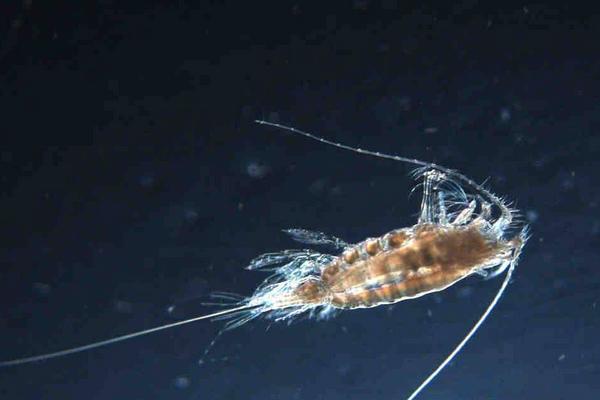 孔雀鱼吃什么？