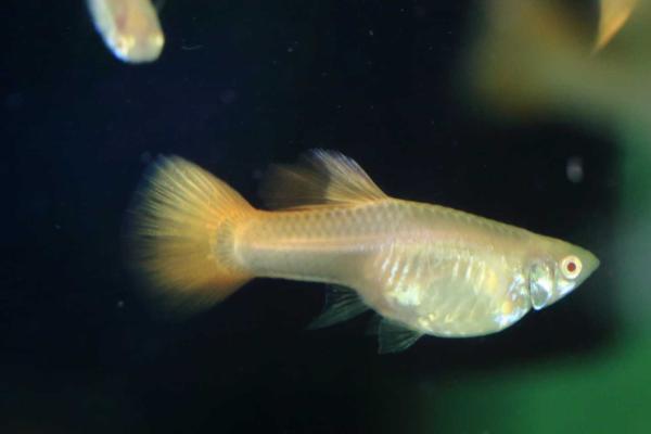 孔雀鱼几天喂一次?