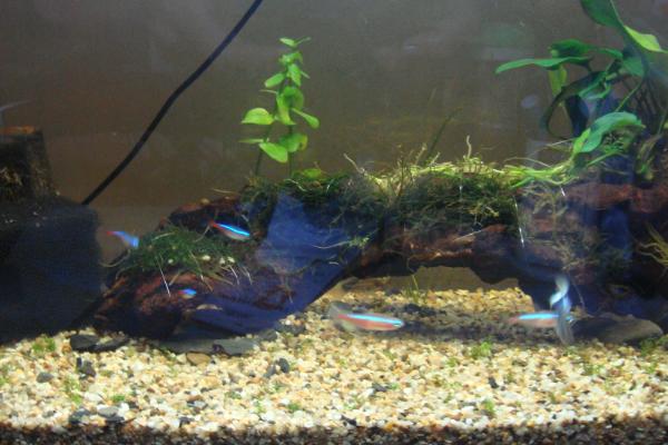 孔雀鱼几天喂一次?