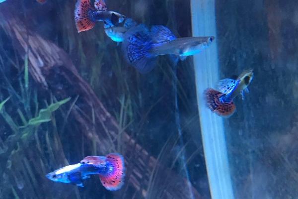 孔雀鱼几天喂一次?