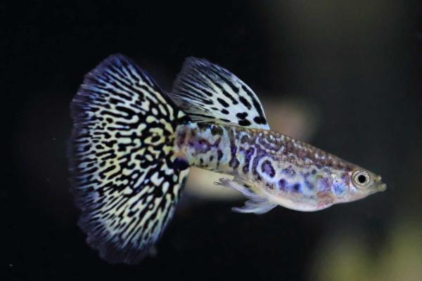 孔雀鱼几天喂一次?