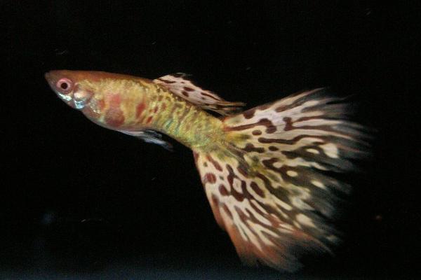 孔雀鱼几天喂一次?