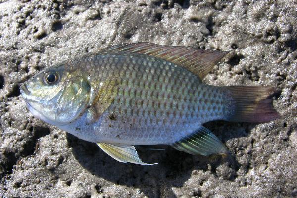 罗非鱼怎么做好吃?