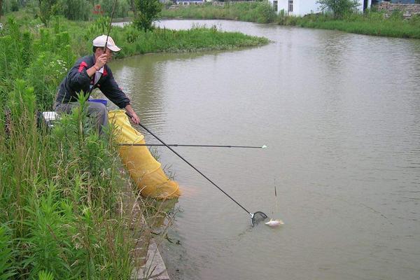 钓罗非鱼用什么饵料?