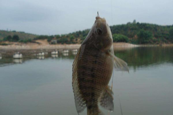 钓罗非鱼用什么饵料?