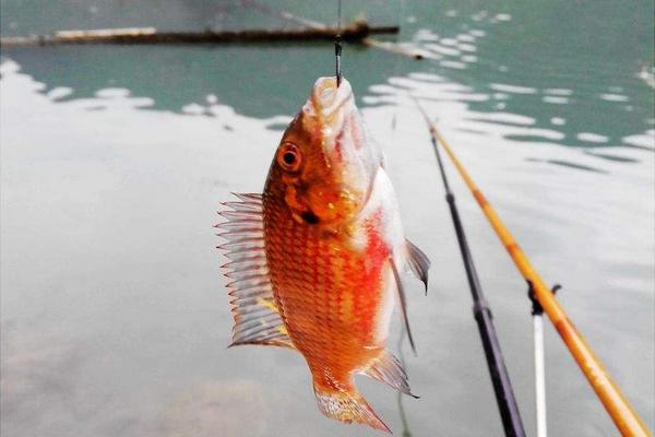 钓罗非鱼用什么饵料?
