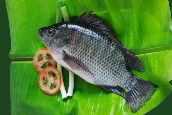 罗非鱼怎么做好吃?