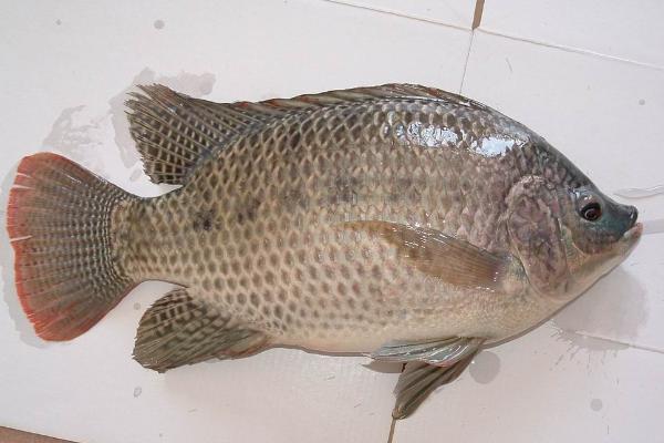 罗非鱼图片大全