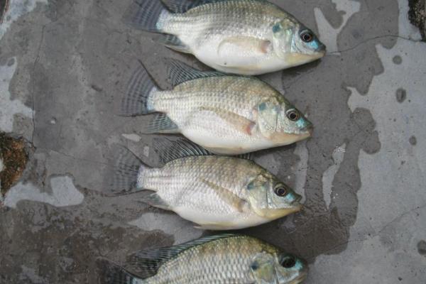 罗非鱼市场价格多少钱一斤?