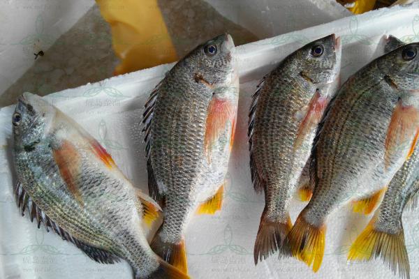 罗非鱼市场价格多少钱一斤?