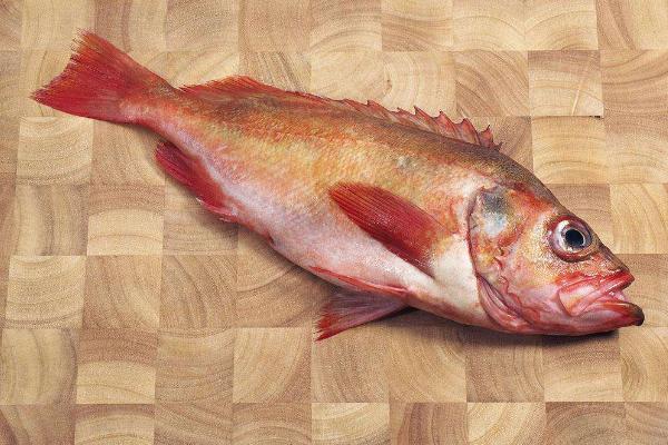 石斑鱼价格多少钱一斤?