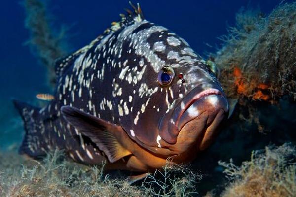 石斑鱼价格多少钱一斤?