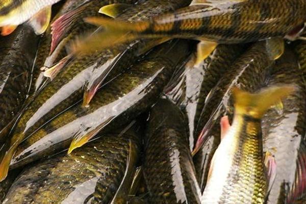 石斑鱼价格多少钱一斤?