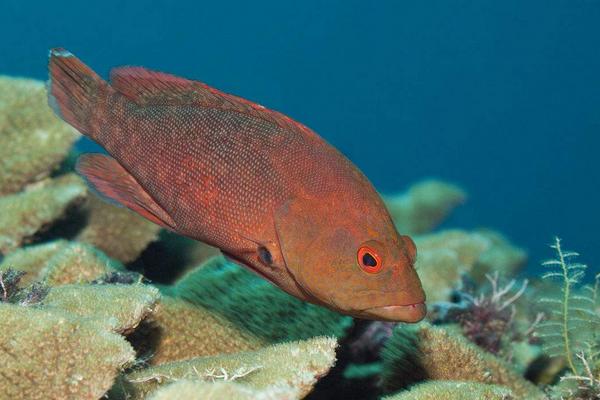 石斑鱼价格多少钱一斤?