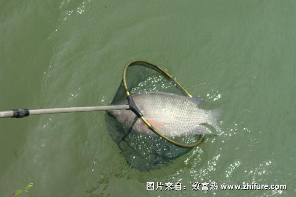 钓罗非鱼用什么饵料?