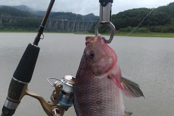 钓罗非鱼用什么饵料?