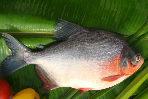 钓罗非鱼用什么饵料?