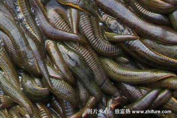 暴君水蛭有多恐怖?