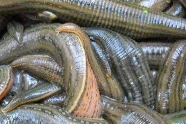 暴君水蛭有多恐怖?