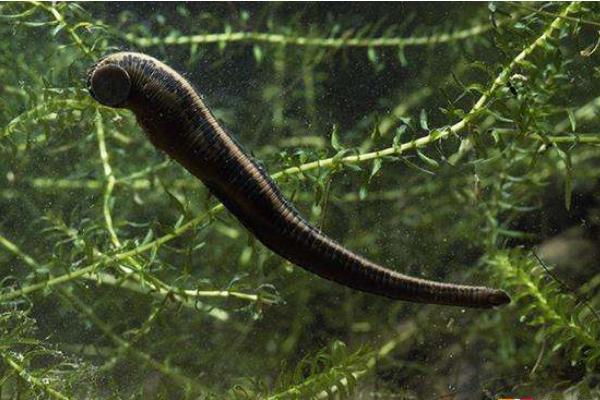 暴君水蛭有多恐怖?