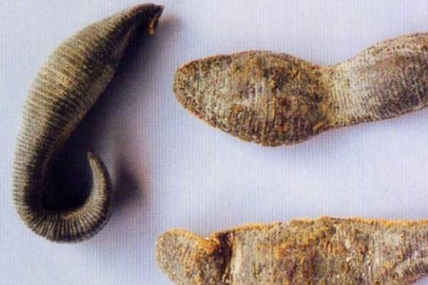 暴君水蛭有多恐怖?