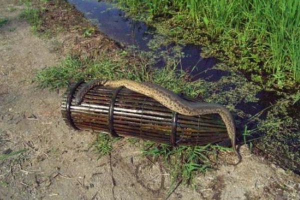 暴君水蛭有多恐怖?