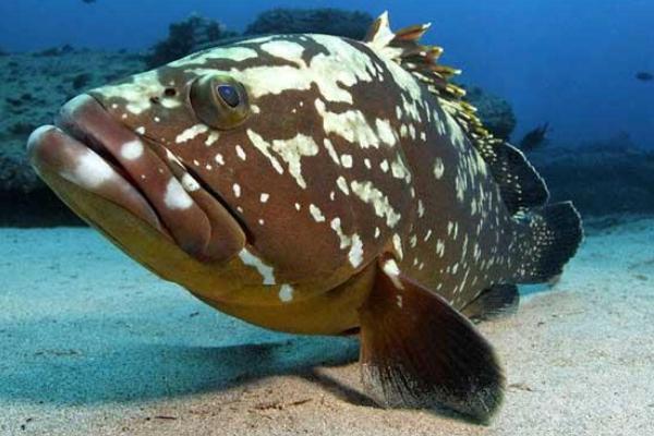 石斑鱼有毒吗？