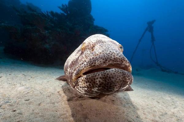 石斑鱼有毒吗？