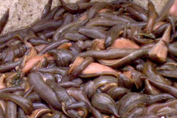 水蛭市场价格多少钱一斤?