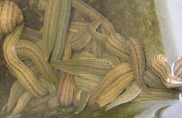 水蛭市场价格多少钱一斤?