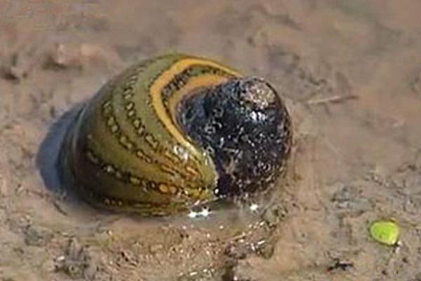 水蛭市场价格多少钱一斤?