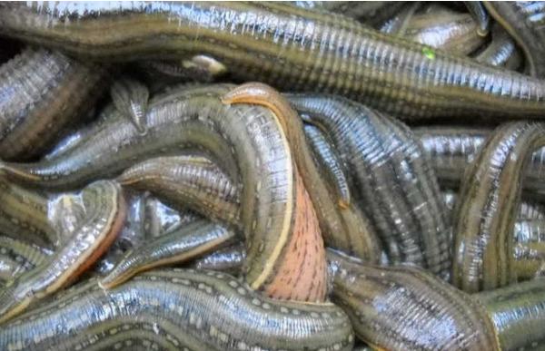 水蛭市场价格多少钱一斤?