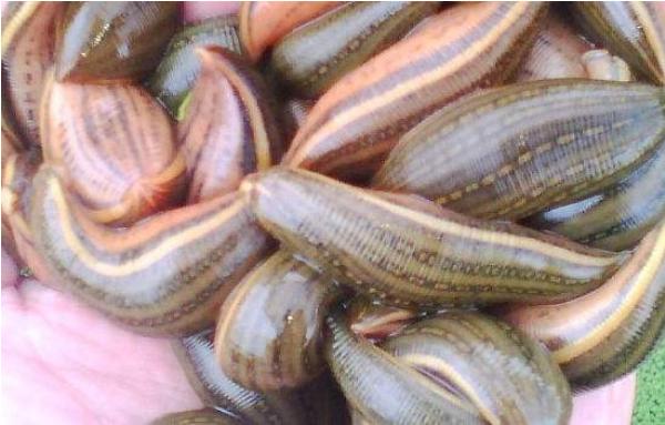 养水蛭上当是怎么回事?