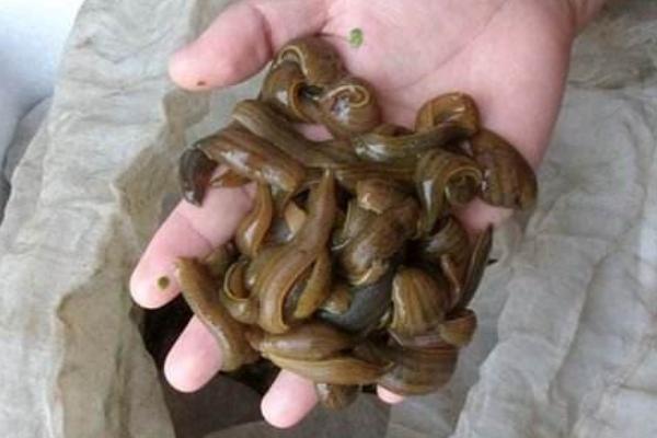 养水蛭上当是怎么回事?