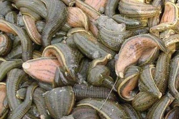 养水蛭上当是怎么回事?