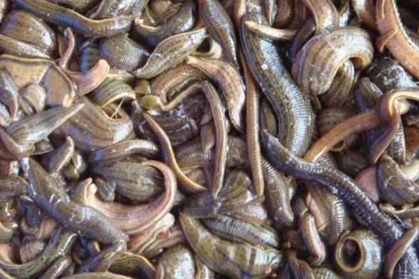 养水蛭上当是怎么回事?