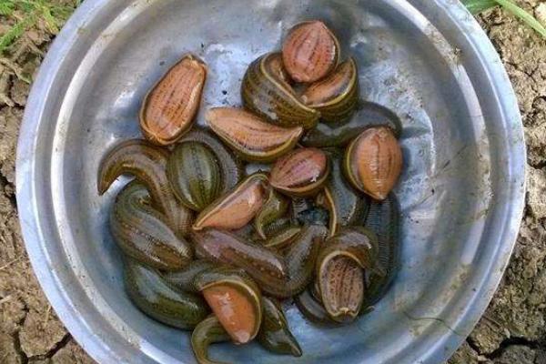 养水蛭上当是怎么回事?