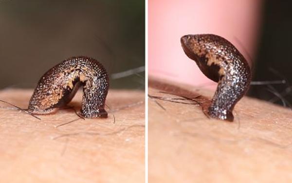 蚂蟥会钻进肉里吗?