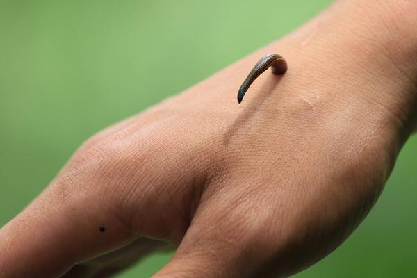 蚂蟥会钻进肉里吗?