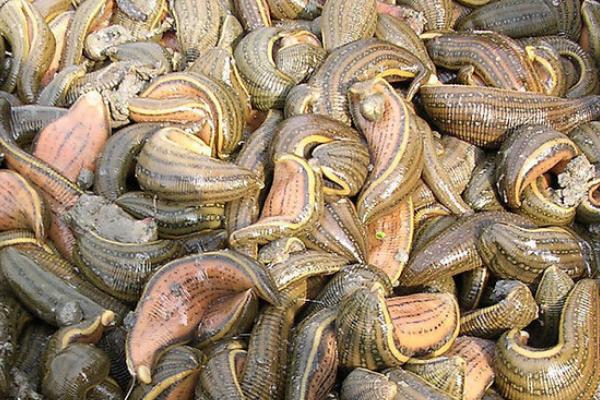 蚂蟥会钻进肉里吗?