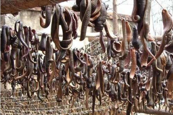 蚂蟥会钻进肉里吗?