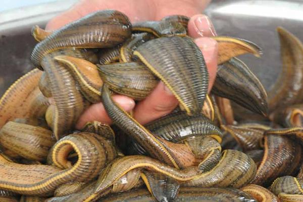 蚂蟥会钻进肉里吗?